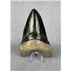 Image 1 : Megalodon Fossil Shark Tooth Resin Replica