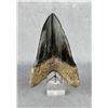 Image 2 : Megalodon Fossil Shark Tooth Resin Replica