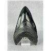 Image 1 : Megalodon Fossil Shark Tooth Resin Replica