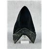 Image 2 : Megalodon Fossil Shark Tooth Resin Replica