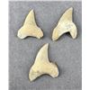 Image 1 : Otodus obliquus Fossil Shark Teeth