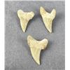 Image 2 : Otodus obliquus Fossil Shark Teeth