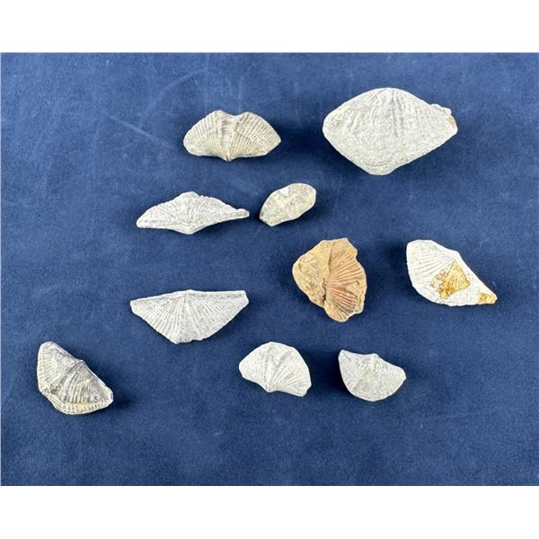 Mucrospirifer Fossil Specimens