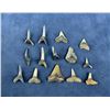 Image 1 : Isurus desori Megalodon Negaprion Shark Teeth