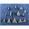 Image 2 : Isurus desori Megalodon Negaprion Shark Teeth