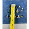 Image 3 : Isurus desori Megalodon Negaprion Shark Teeth