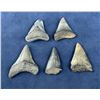 Image 1 : Megalodon Fossil Shark Teeth