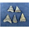 Image 2 : Megalodon Fossil Shark Teeth