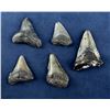 Image 1 : Megalodon Fossil Shark Teeth
