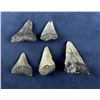 Image 2 : Megalodon Fossil Shark Teeth