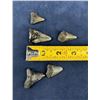Image 3 : Megalodon Fossil Shark Teeth