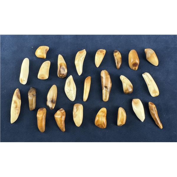 Fossilized Inuit Eskimo Walrus Teeth