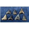 Image 1 : Megalodon Fossil Shark Teeth