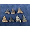 Image 2 : Megalodon Fossil Shark Teeth