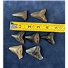 Image 3 : Megalodon Fossil Shark Teeth