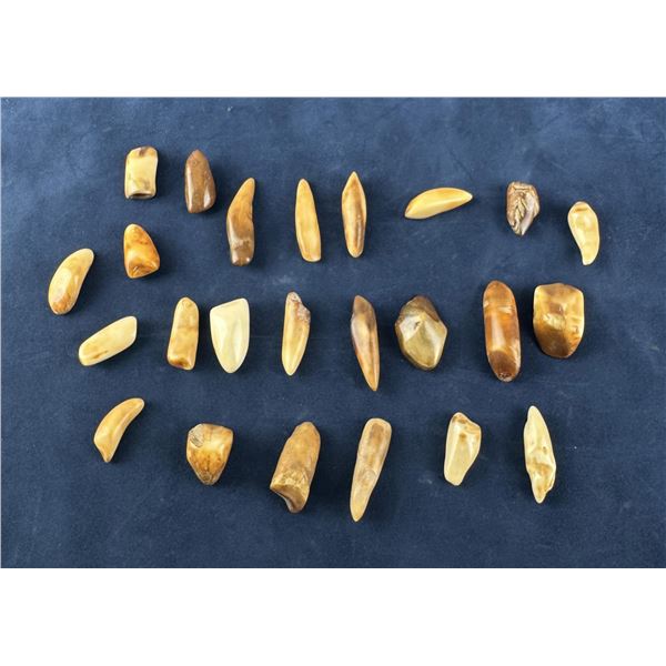 Fossilized Inuit Eskimo Walrus Teeth