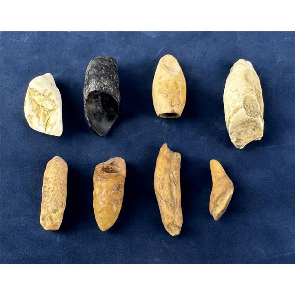 Fossilized Inuit Eskimo Walrus Teeth