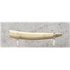 Image 1 : Hippo Tusk