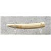Image 2 : Hippo Tusk