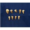 Image 2 : Fossil Mosasaur Teeth