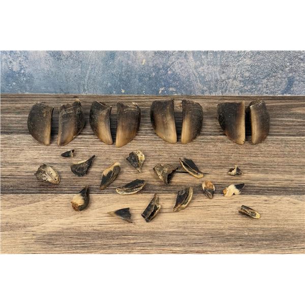 Hoofs & Dew Claws Native American Indian Crafts