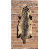Image 1 : Montana Taxidermy Badger Hide