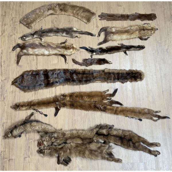 Taxidermy Tanned Mink and Pine Marten