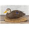Image 1 : Lauriston Browne Black Duck Hen Decoy