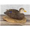 Image 2 : Lauriston Browne Black Duck Hen Decoy