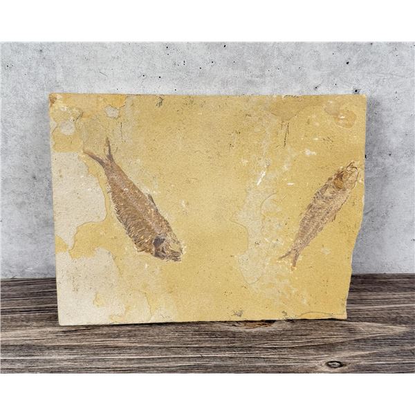 Knightia eocaena Green River Fish Fossil