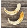 Image 2 : African Warthog Teeth Tusks