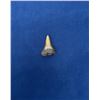 Image 1 : Carcharocles angustidens Fossil Shark Tooth
