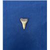 Image 2 : Carcharocles angustidens Fossil Shark Tooth