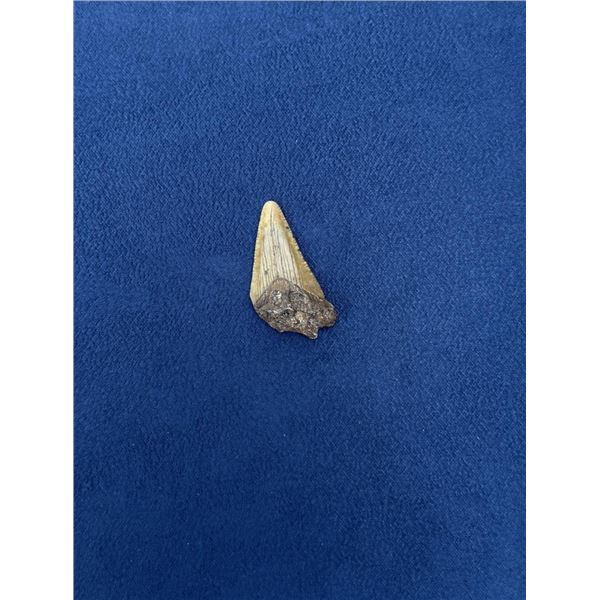 Megalodon Fossil Shark Tooth