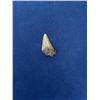 Image 1 : Megalodon Fossil Shark Tooth