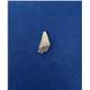 Image 2 : Megalodon Fossil Shark Tooth