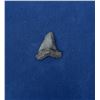 Image 1 : Megalodon Fossil Shark Tooth