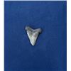 Image 2 : Megalodon Fossil Shark Tooth