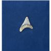 Image 1 : Megalodon Fossil Shark Tooth