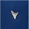 Image 2 : Megalodon Fossil Shark Tooth