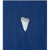 Image 1 : Megalodon Fossil Shark Tooth