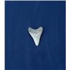 Image 2 : Megalodon Fossil Shark Tooth