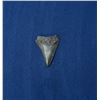 Image 1 : Megalodon Fossil Shark Tooth