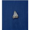 Image 2 : Megalodon Fossil Shark Tooth