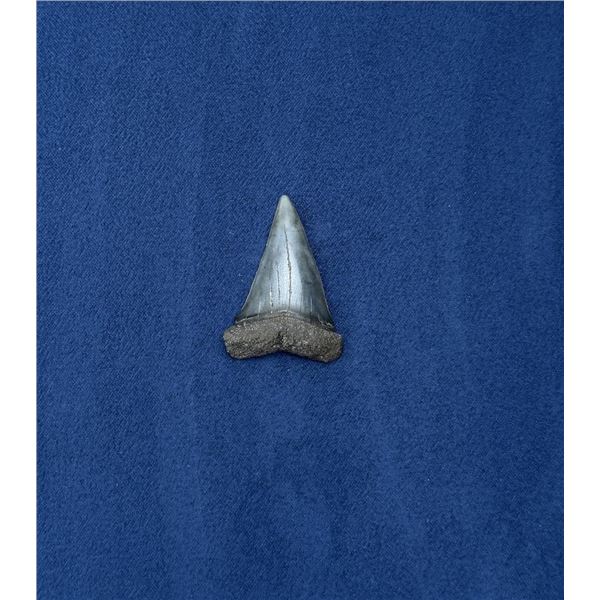 Megalodon Fossil Shark Tooth