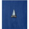 Image 1 : Megalodon Fossil Shark Tooth