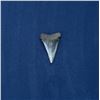 Image 2 : Megalodon Fossil Shark Tooth