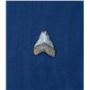 Image 1 : Megalodon Fossil Shark Tooth