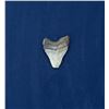 Image 2 : Megalodon Fossil Shark Tooth