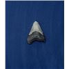 Image 1 : Megalodon Fossil Shark Tooth